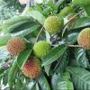 Bibit Rambutan Rapiah Dumai