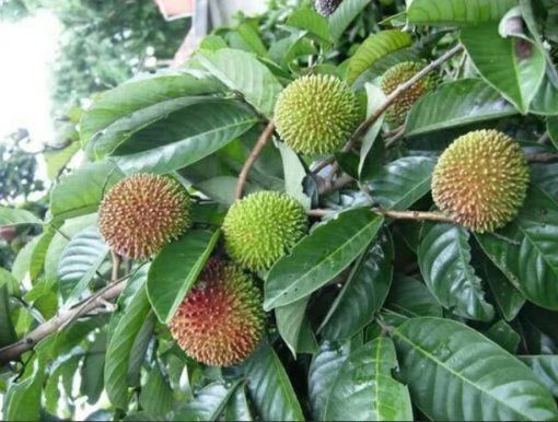 Bibit Rambutan Rapiah Dumai