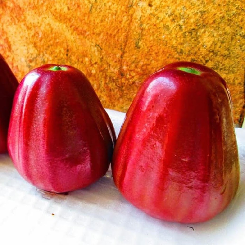 Gambar Produk Bibit Jambu Air Dalhari Aceh