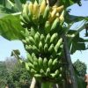 bibit Pohon Pisang Raja Sereh Gorontalo