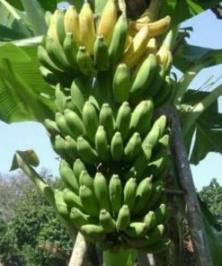 bibit Pohon Pisang Raja Sereh Gorontalo