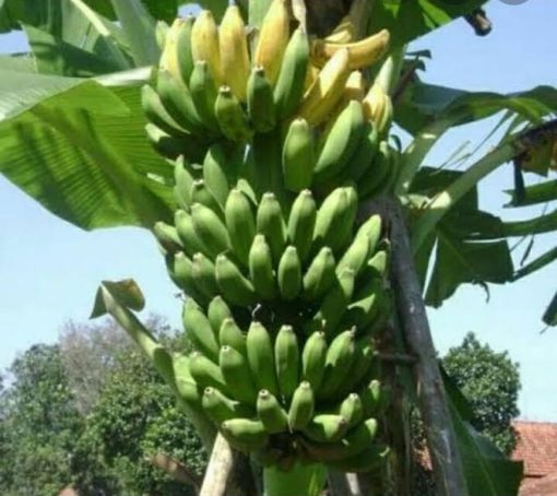 bibit Pohon Pisang Raja Sereh Gorontalo