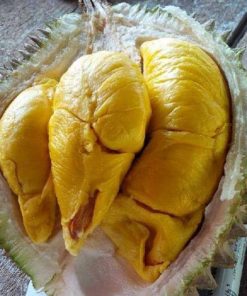 bibit durian musangking kaki 3 okulasi Depok