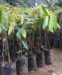 bibit durian musangking kaki 3 okulasi Kalimantan Timur