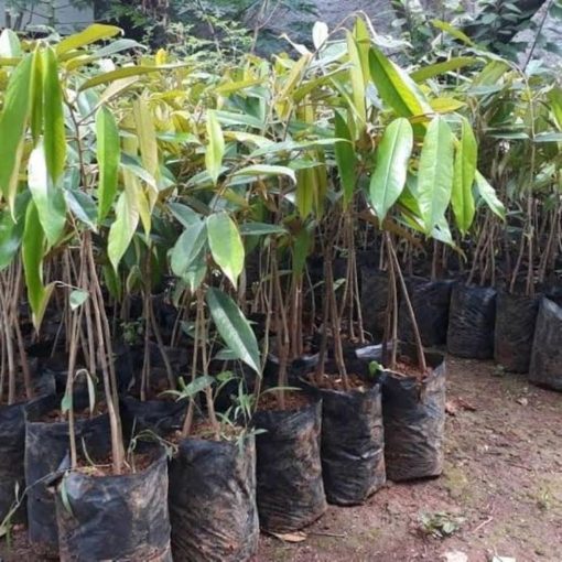 bibit durian musangking kaki 3 okulasi Kalimantan Timur
