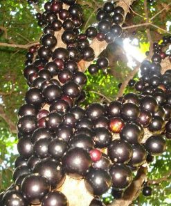Tanaman Buah Anggur Pohon JABOTICABA Sumatra Barat