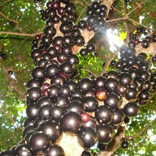 Tanaman Buah Anggur Pohon JABOTICABA Depok