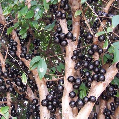 Tanaman Buah Anggur Pohon JABOTICABA Kupang