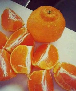 bibit okulasi jeruk dekopon genjah origiinal mudah berbuah Aceh