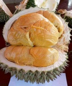 bibit durian duri hitam kaki 3 once kaki 3 genjah Surabaya