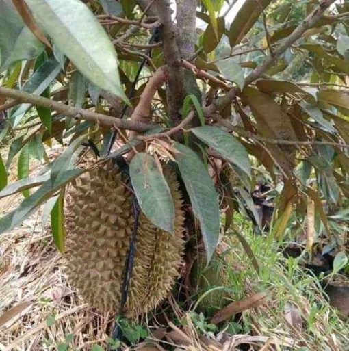 bibit durian duri hitam kaki 3 once kaki 3 genjah Blitar