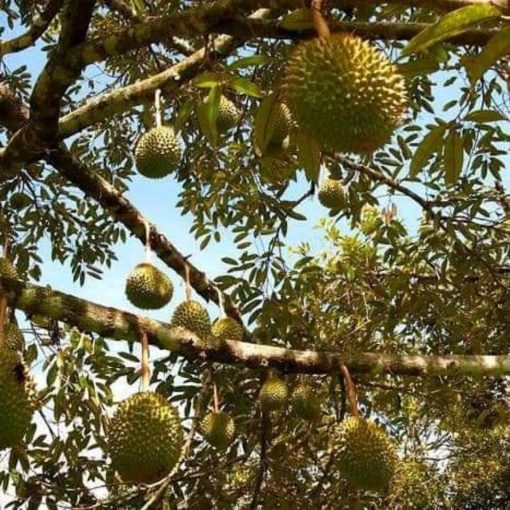 bibit durian duri hitam kaki 3 once kaki 3 genjah Kalimantan Timur