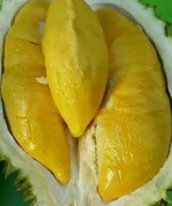 np bibit durian bawor okulasi unggul Aceh