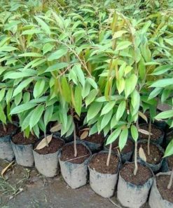 np bibit durian bawor okulasi unggul Sungai Penuh