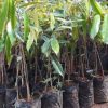 bibit durian bawor kaki 3 Palopo