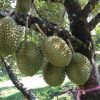 bibit buah durian monthong montong 70 cm bisa Prabumulih