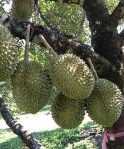 bibit buah durian monthong montong 70 cm bisa Prabumulih
