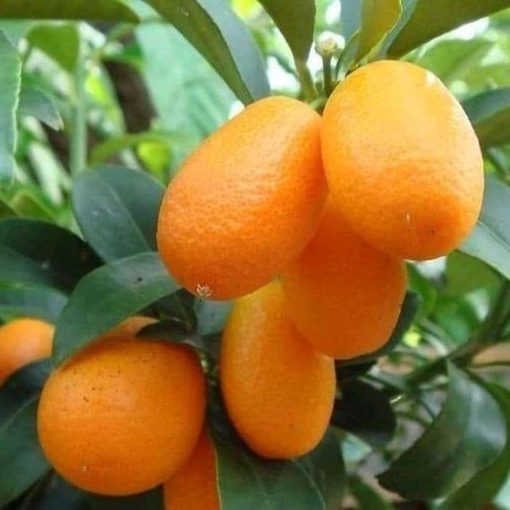 bibit jeruk nagami Maluku Utara