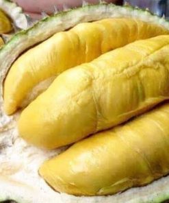 bibit durian montong super unggul Jawa Timur