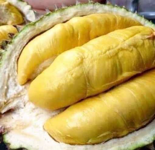 bibit durian montong super unggul Jawa Timur