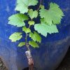 Bibit anggur import julian Grafting Gorontalo