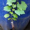 Bibit anggur import julian Grafting Jawa Barat