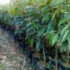 bibit durian musangking super Salatiga