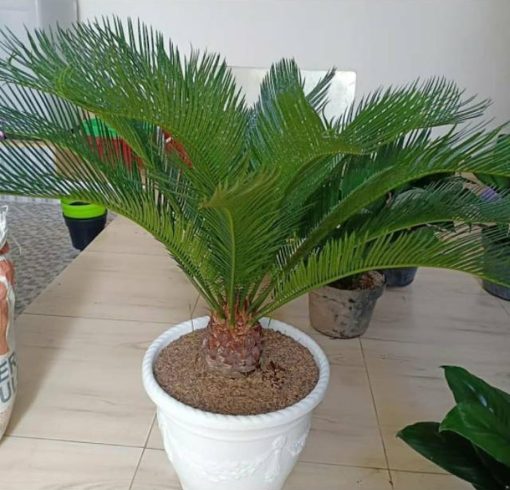 tanaman hias palem sikas bibit pohon palm sikas Jawa Timur