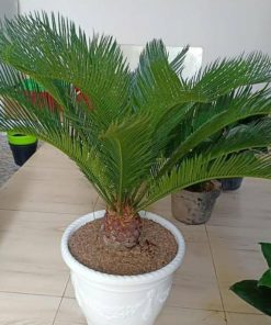 tanaman hias palem sikas bibit pohon palm sikas Tangerang Selatan