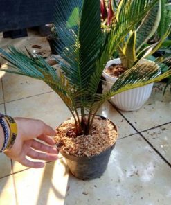 tanaman hias palem sikas bibit pohon palm sikas Yogyakarta