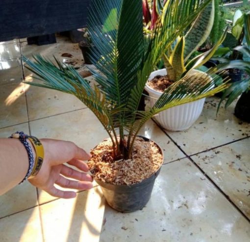 tanaman hias palem sikas bibit pohon palm sikas Yogyakarta