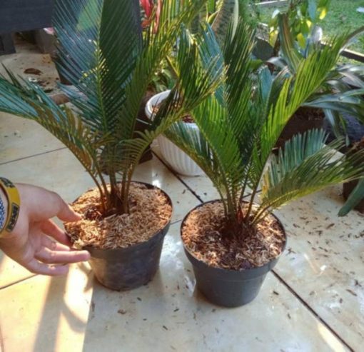 tanaman hias palem sikas bibit pohon palm sikas Banjarmasin