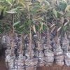 bibit durian musangking kaki 3 unggul Semarang