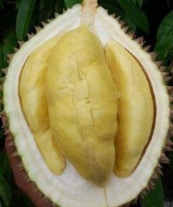 bibit durian bawor super unggul Padang
