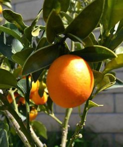 bibit tanaman buah jeruk meiwa kumquat nagami bulat nagami manis tongheng Cimahi