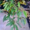 bibit durian ochee duri hitam Aceh