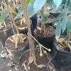 bibit pohon duren musangking Bekasi