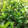 Bibit Jambu kristal merah non biji bibit Kalimantan Timur