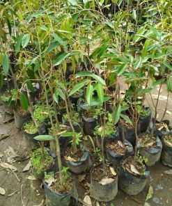bibit tanaman durian montong Sulawesi Utara