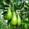 bibit tanaman buah alpukat markus jumbo Sumatra Selatan