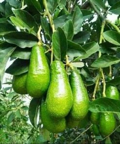 bibit tanaman buah alpukat markus jumbo Sumatra Selatan