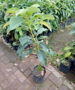 bibit tanaman buah alpukat markus jumbo Tidore Kepulauan