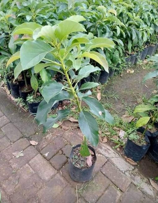 bibit tanaman buah alpukat markus jumbo Tidore Kepulauan