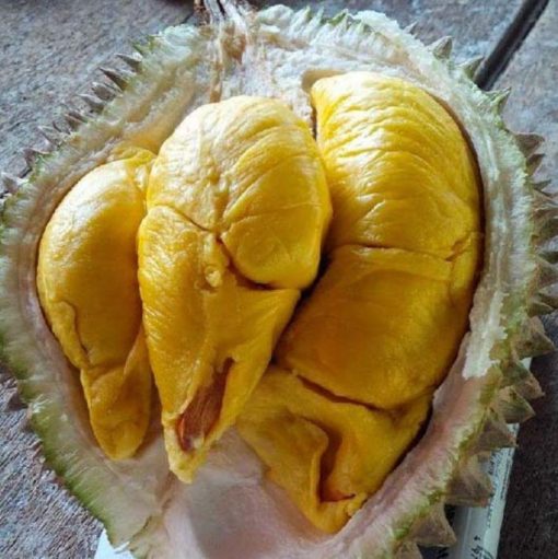 bibit durian musangking hasil okulasi unggul Probolinggo