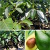 tanaman bibit buah alpukat markus tinggi 1 meter Jawa Timur