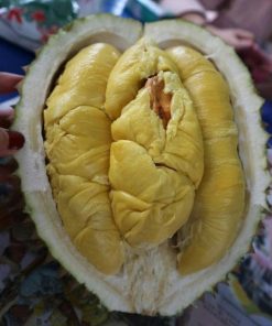 Bibit Durian Montong super cepat berbuah hasil okulasi bisa untuk tambulampot bisa COD Palembang