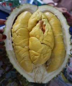 bibit durian montong super cepat berbuah hasil okulasi bisa untuk tambulampot Sulawesi Utara