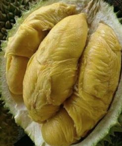 bibit buah durian musangking kaki 3 cepat berbuah Jawa Timur