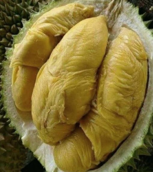 bibit buah durian musangking kaki 3 cepat berbuah Jawa Timur