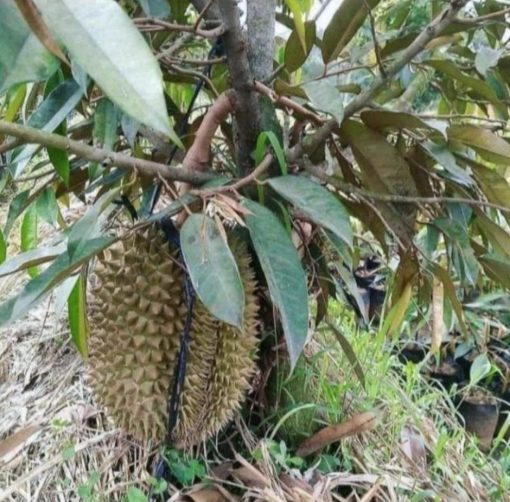 bibit buah durian musangking kaki 3 cepat berbuah Kalimantan Selatan